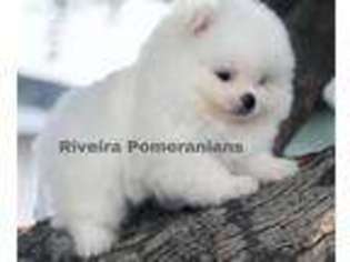 Pomeranian Puppy for sale in Redding, CA, USA
