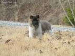 Akita Puppy for sale in Charleston, WV, USA