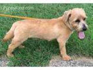 Norfolk Terrier Puppy for sale in Forest, OH, USA