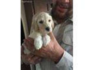 Labradoodle Puppy for sale in Exeter, CA, USA
