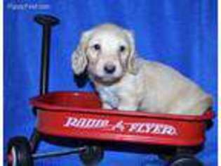 Dachshund Puppy for sale in Fort Lupton, CO, USA