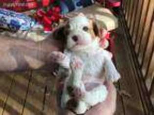 Cavalier King Charles Spaniel Puppy for sale in Maiden, NC, USA