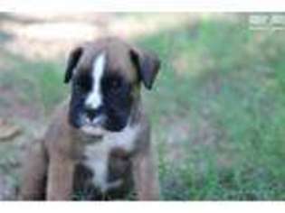 Boxer Puppy for sale in Lawton, OK, USA