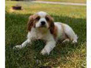 Cavachon Puppy for sale in Pine Grove, PA, USA