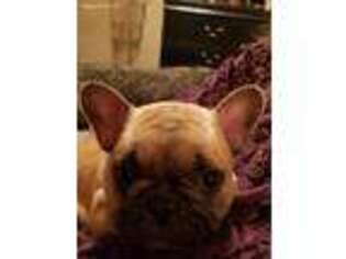 French Bulldog Puppy for sale in Baltic, SD, USA