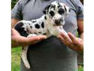 Great Dane Puppy for sale in Cream Ridge, NJ, USA