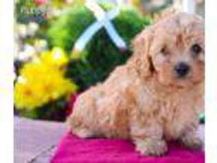 Cavapoo Puppy for sale in Newburg, PA, USA