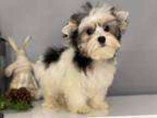 Biewer Terrier Puppy for sale in Washington, DC, USA