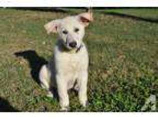 German Shepherd Dog Puppy for sale in MOUNT JULIET, TN, USA