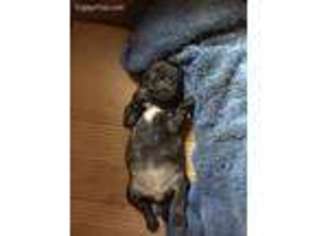 Pug Puppy for sale in Torrington, CT, USA
