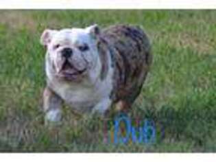 Bulldog Puppy for sale in Mount Vernon, MO, USA