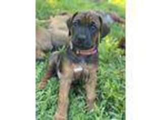 Rhodesian Ridgeback Puppy for sale in Friendswood, TX, USA