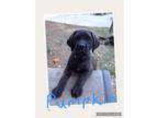 Mastiff Puppy for sale in Riverside, CA, USA