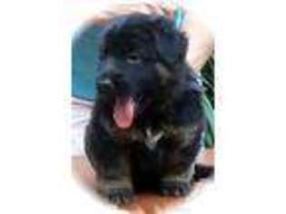 German Shepherd Dog Puppy for sale in ROUND HILL, VA, USA