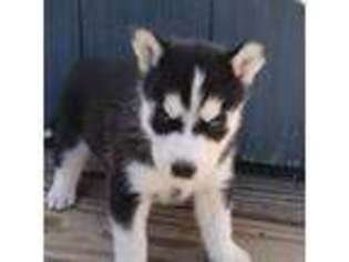 Siberian Husky Puppy for sale in Lisbon, ME, USA