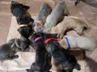 Cane Corso Puppy for sale in Wilderville, OR, USA