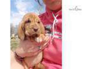 Bloodhound Puppy for sale in Springfield, MO, USA