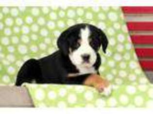 Greater Swiss Mountain Dog Puppy for sale in Christiana, PA, USA