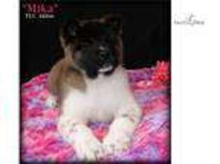 Akita Puppy for sale in Saint Joseph, MO, USA