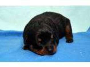 Rottweiler Puppy for sale in Lagrange, IN, USA