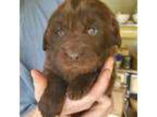 Newfoundland Puppy for sale in Cosmopolis, WA, USA