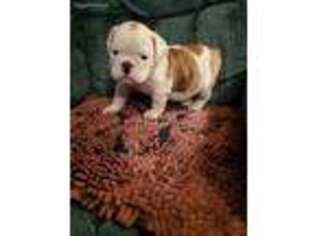 Bulldog Puppy for sale in Cloquet, MN, USA