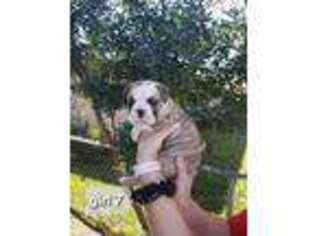 Olde English Bulldogge Puppy for sale in San Antonio, TX, USA