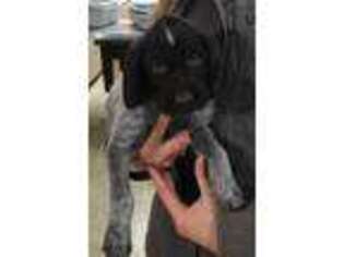 German Wirehaired Pointer Puppy for sale in Jasper, MN, USA