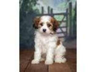 Cavachon Puppy for sale in Edon, OH, USA