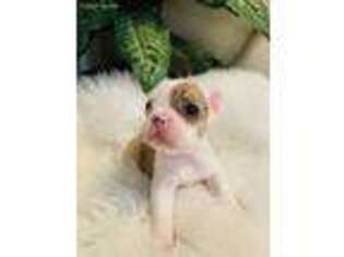 French Bulldog Puppy for sale in Lake Havasu City, AZ, USA