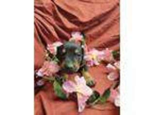 Doberman Pinscher Puppy for sale in Little Falls, MN, USA