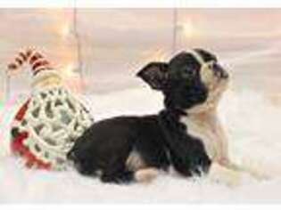 Boston Terrier Puppy for sale in Eatonville, WA, USA