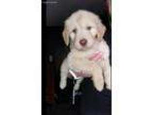 Labradoodle Puppy for sale in Roanoke, VA, USA
