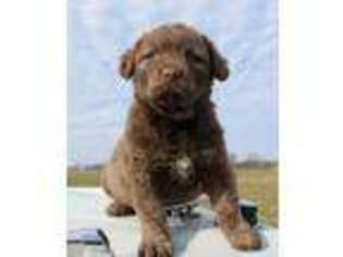 Chesapeake Bay Retriever Puppy for sale in Scottsville, KY, USA