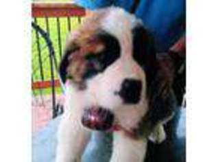 Saint Bernard Puppy for sale in Athens, TN, USA