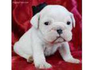 Bulldog Puppy for sale in Ganado, TX, USA