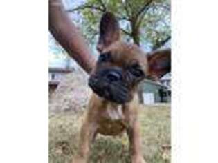 French Bulldog Puppy for sale in Decatur, IL, USA