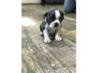 Boston Terrier Puppy for sale in Prairie Du Sac, WI, USA