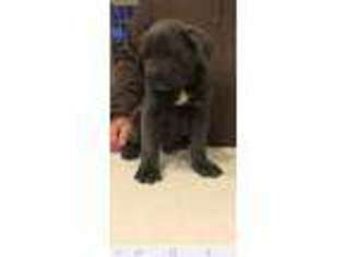 Cane Corso Puppy for sale in Cartwright, OK, USA