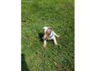 Jack Russell Terrier Puppy for sale in Zephyrhills, FL, USA