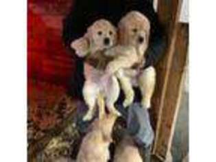 Golden Retriever Puppy for sale in Mattapoisett, MA, USA