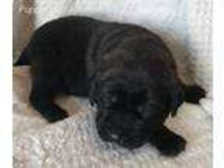Mastiff Puppy for sale in Mexico, MO, USA