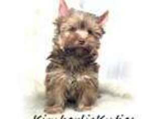 Yorkshire Terrier Puppy for sale in Lipan, TX, USA