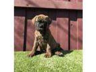 Bullmastiff Puppy for sale in Duncanville, TX, USA