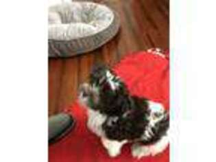 Havanese Puppy for sale in Lincoln, IL, USA