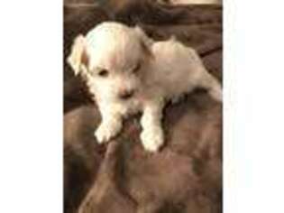 Maltese Puppy for sale in Keller, TX, USA