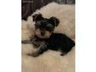 Yorkshire Terrier Puppy for sale in Brady, TX, USA