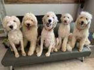 Goldendoodle Puppy for sale in The Villages, FL, USA