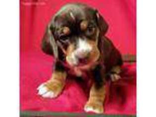 Beagle Puppy for sale in Cohutta, GA, USA