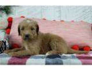 Goldendoodle Puppy for sale in Cambridge, OH, USA
